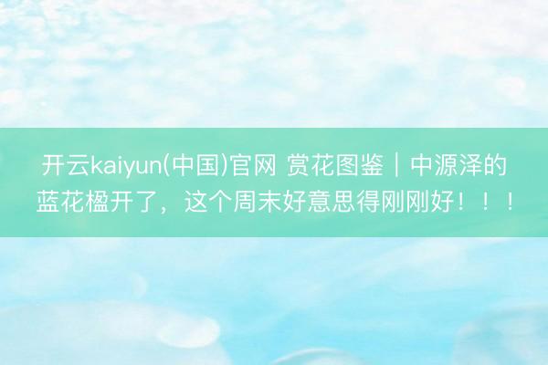开云kaiyun(中国)官网 赏花图鉴｜中源泽的蓝花楹开了，这个周末好意思得刚刚好！！！